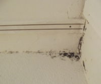 black mold growing in the corner of a house